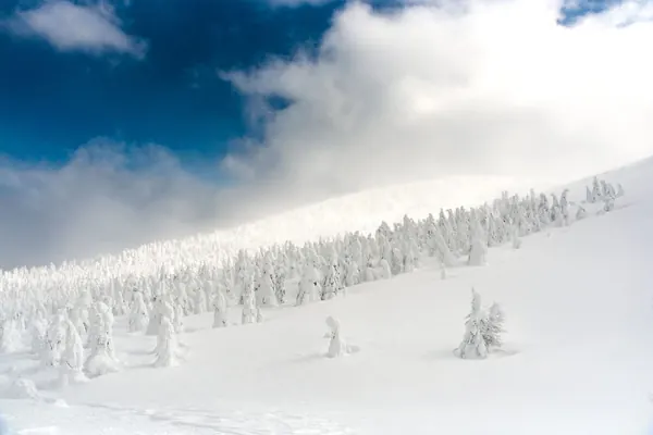 東北包車－藏王樹冰雪景