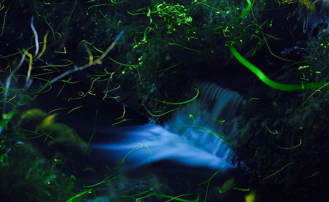 靜岡縣天城ほたる祭り