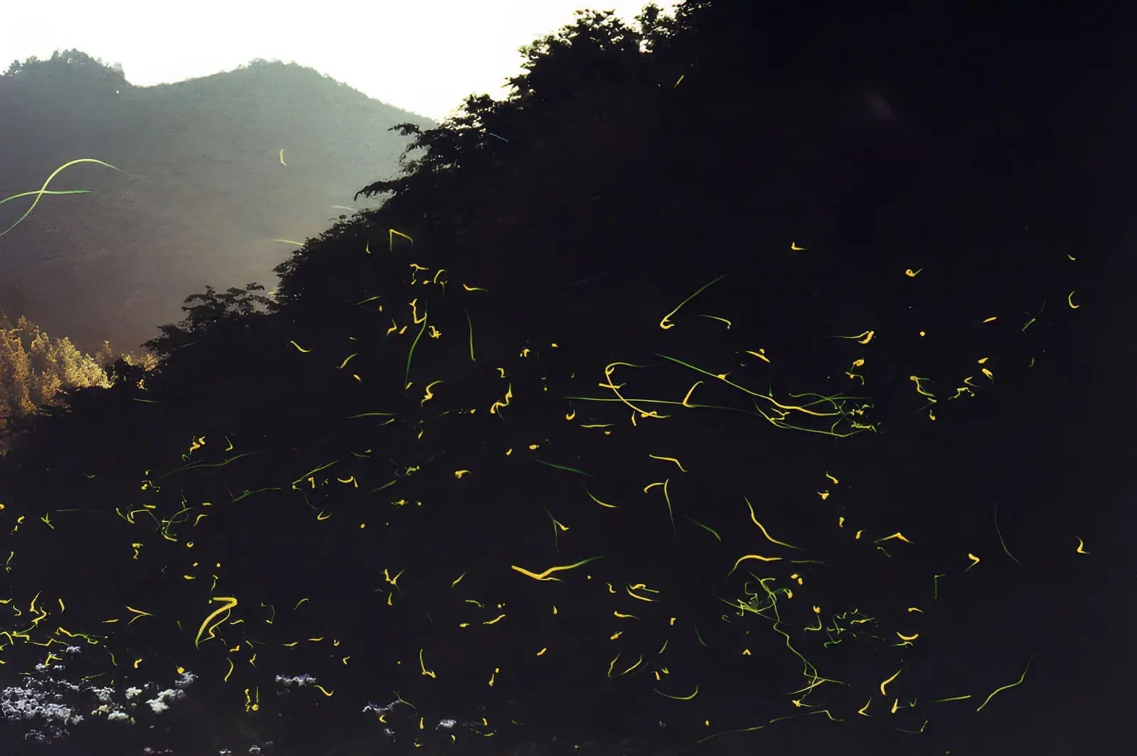 栃木縣名草ホタルまつり