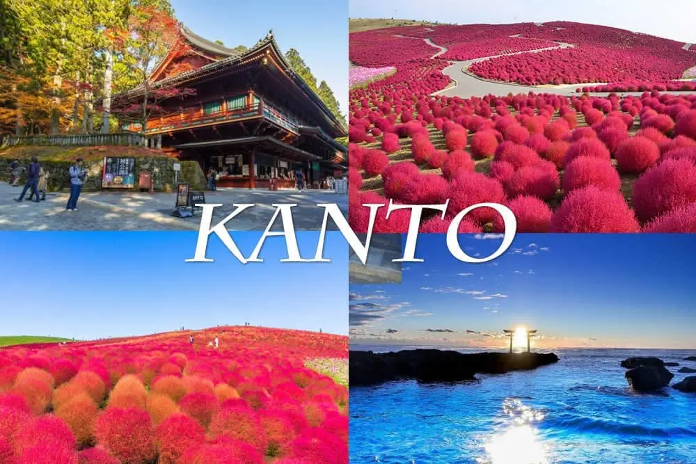 關東掃帚草季(波波草)包車五日