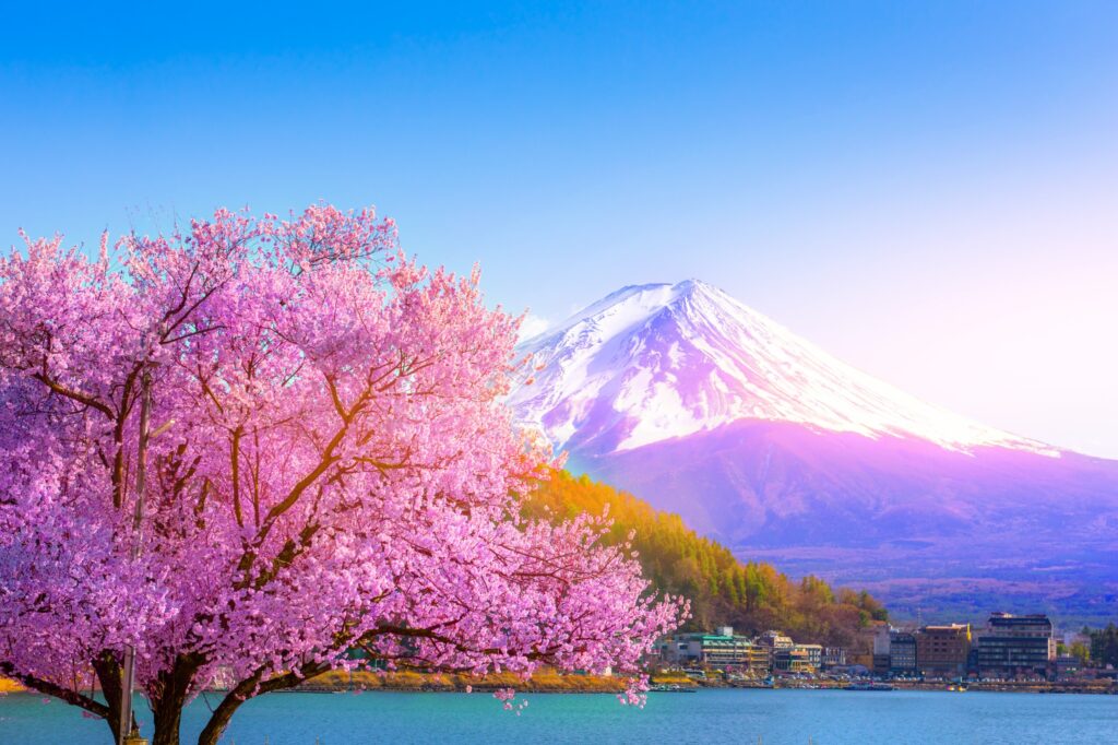 2024年日本櫻花季開花日期預測與賞櫻景點
