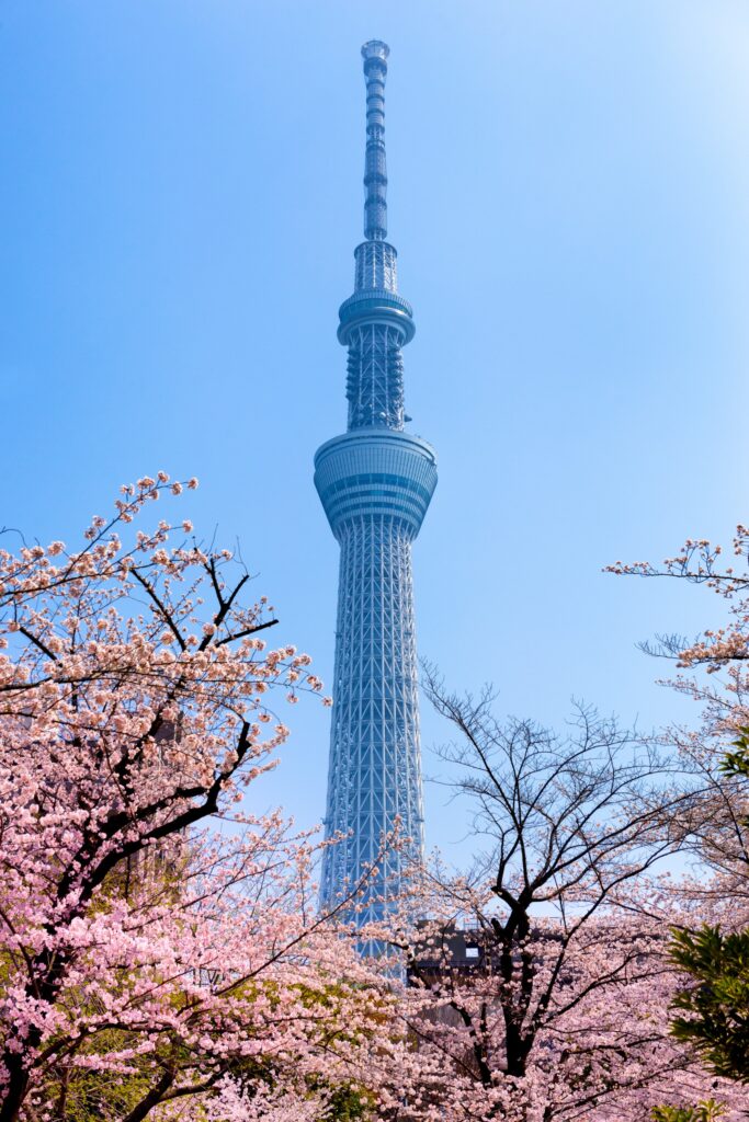 海外觀光客必去的淺草隅田公園櫻花祭賞櫻