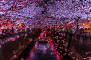 東京最美賞櫻地點目黑川