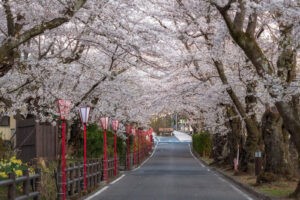 櫻花隧道-櫻板