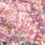 2024 日本最早的賞櫻地點就在伊豆河津櫻花季