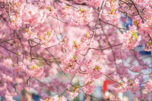 日本最早的賞櫻地點就在伊豆河津櫻花季