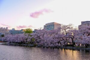 東京最大賞櫻地點上野公園