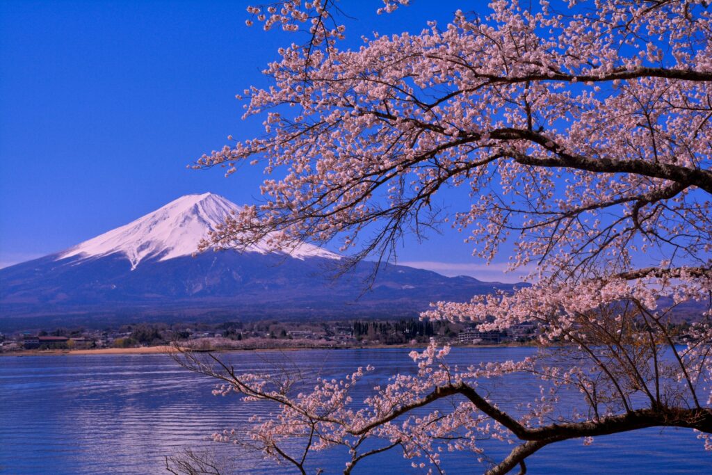 富士山河口湖賞櫻