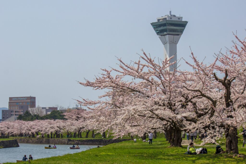 2024日本櫻花季開花日期與賞櫻景點推薦