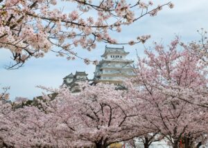 日本第一名城姬路城櫻花滿開