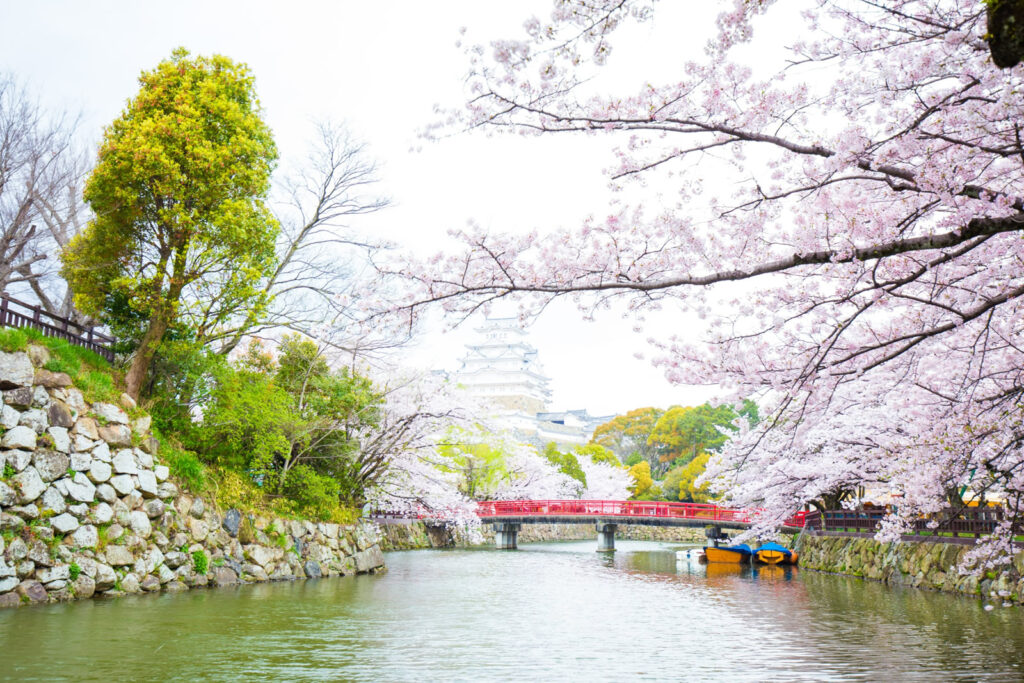日本第一名城姬路城櫻花滿開