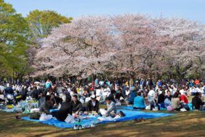 澀谷代代木公園賞櫻