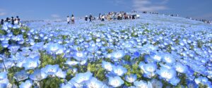 常陸海濱公園-日本第一粉蝶花絕景