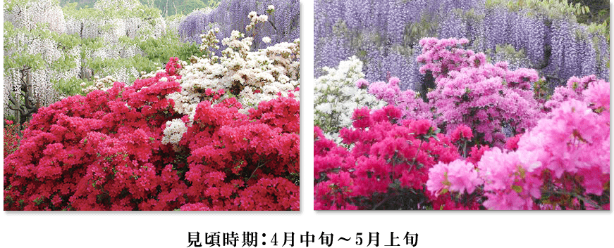 足利花卉公園-世界第一美麗紫藤