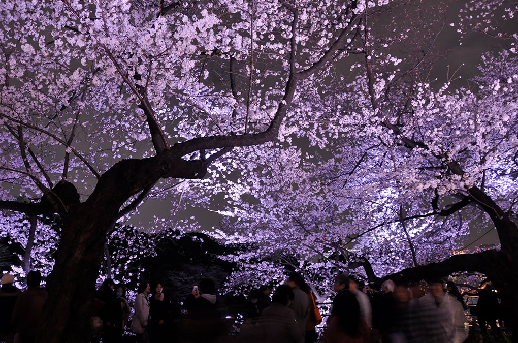 2025東京千鳥之淵櫻花與夜櫻