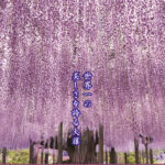 2024紫藤祭-足利花卉公園-世界第一美麗紫藤