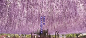 2024 紫藤祭-足利花卉公園-世界第一美麗紫藤