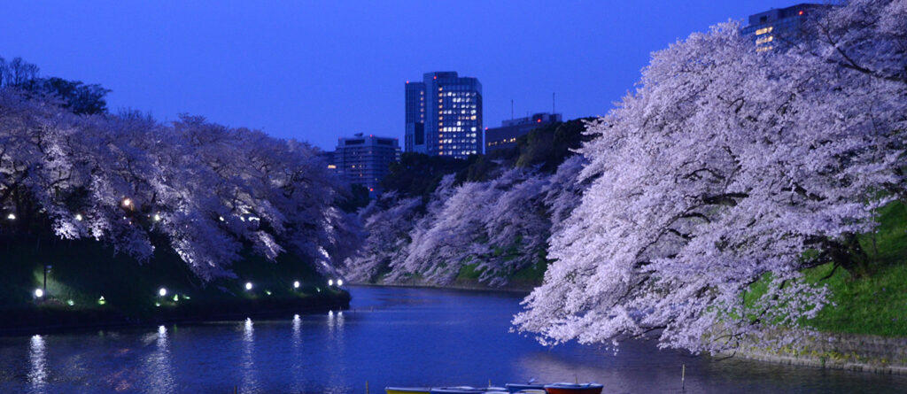 2025東京千鳥之淵櫻花與夜櫻