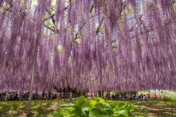 日本紫藤花期與東京紫藤景點介紹