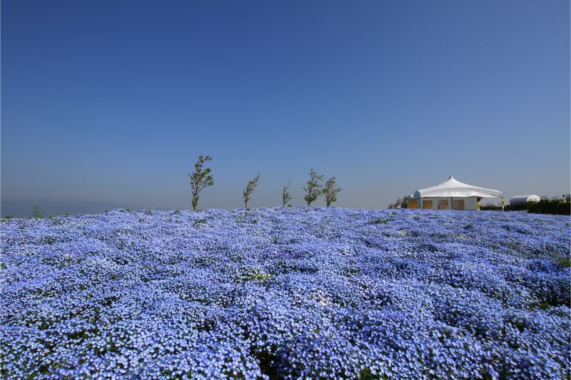 一百萬株藍色的粉蝶花海在大阪舞洲海岸