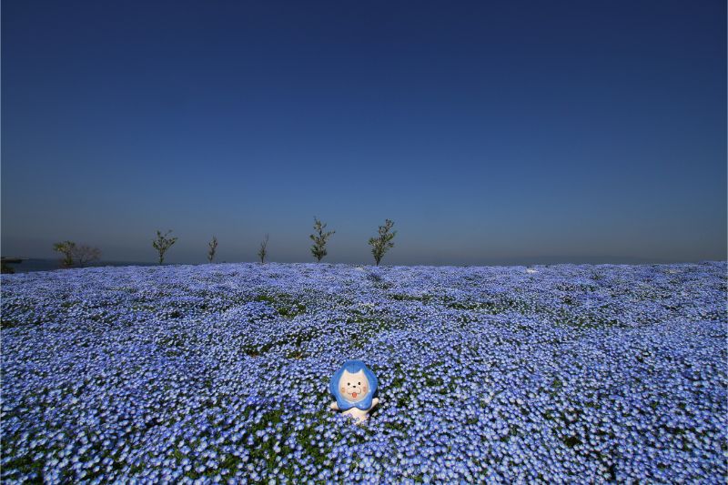 一百萬株藍色的粉蝶花海在大阪舞洲海岸