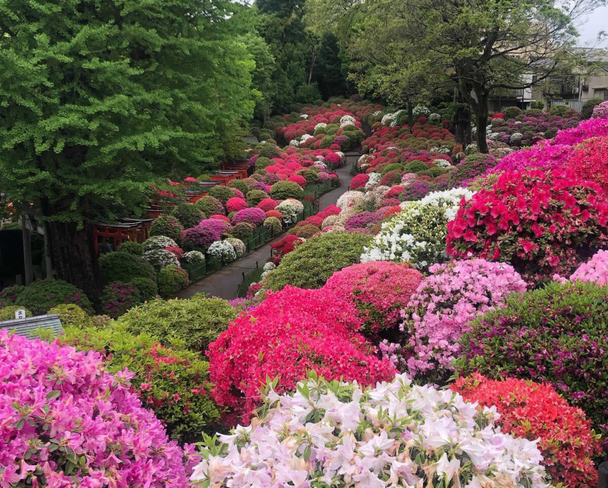 東京文京區根津神社的杜鵑花祭