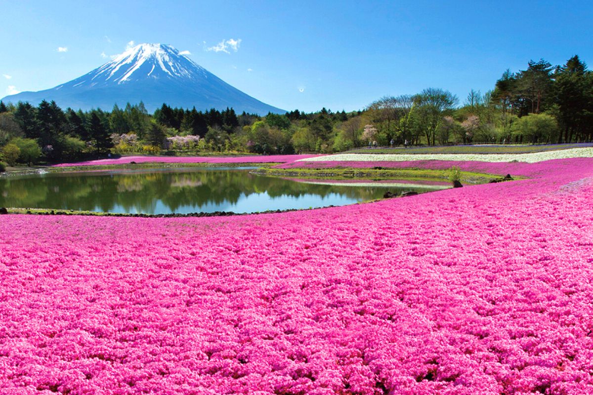 2024年富士山芝櫻祭