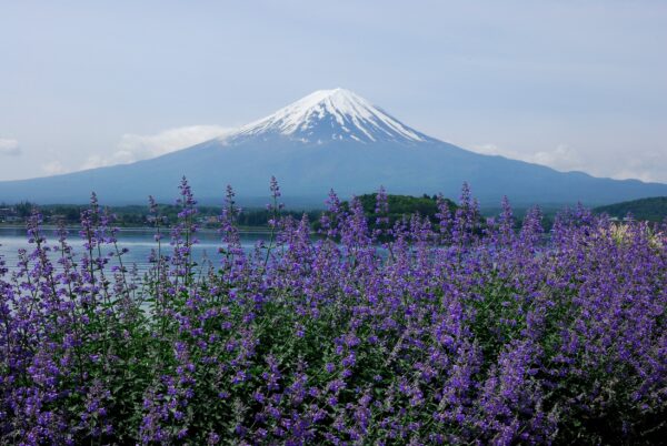 2024 富士山河口湖薰衣草節怎麼去!時間與地點攻略