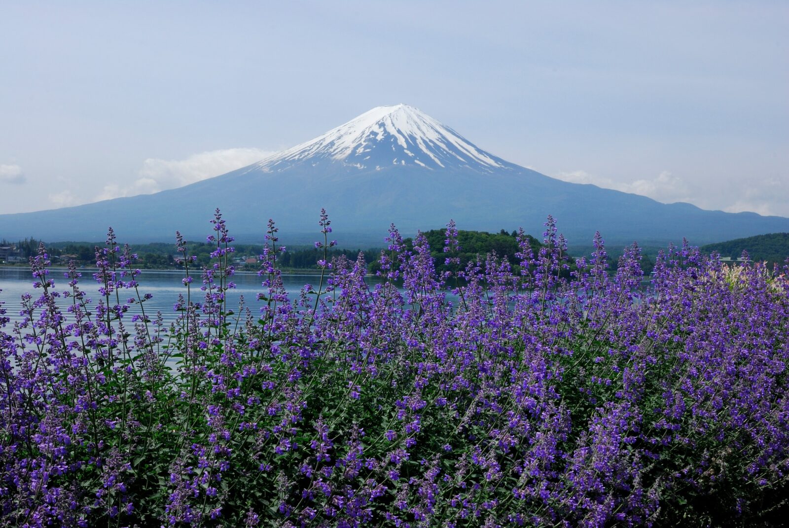 富士山河口湖薰衣草節怎麼去!時間與地點攻略