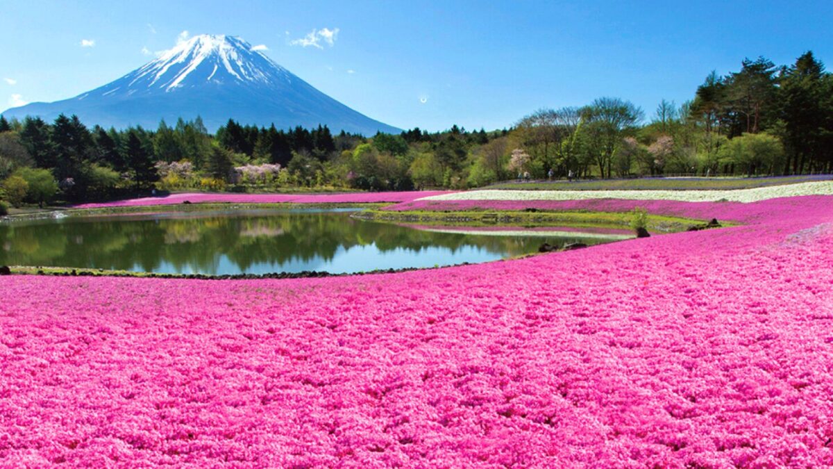 2024年富士山芝櫻祭