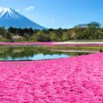 2024年富士山芝櫻祭4月13日(六)～5月26日(日)