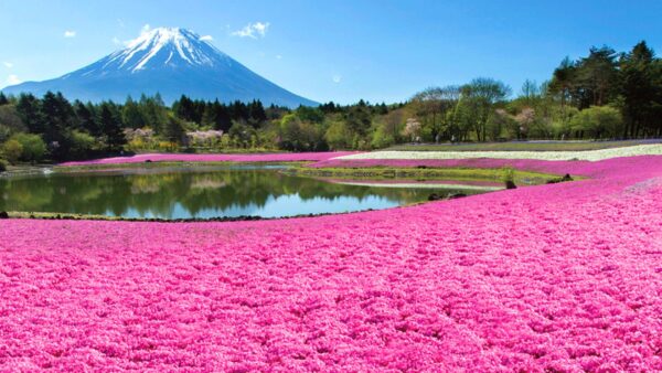 2024年富士山芝櫻祭4月13日(六)～5月26日(日)
