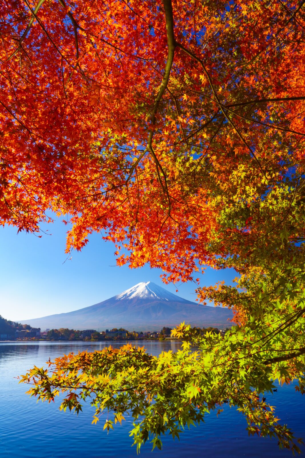 2023富士山秋季河口湖紅葉祭