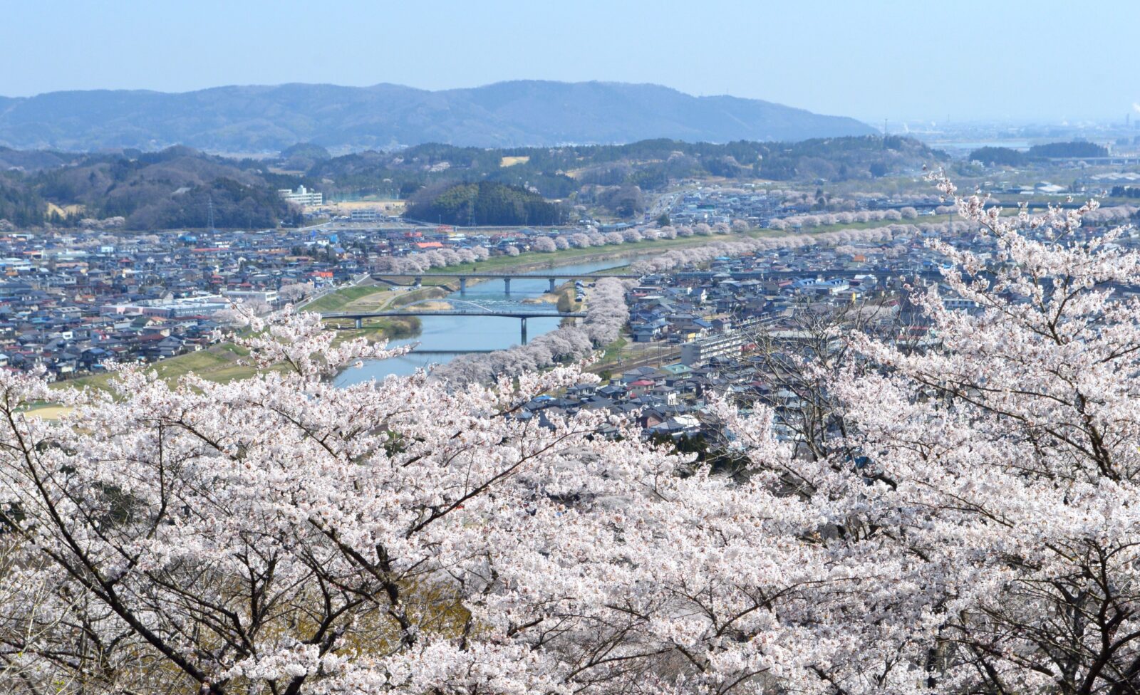 2024日本宮城櫻花之旅：五大賞櫻景點推薦