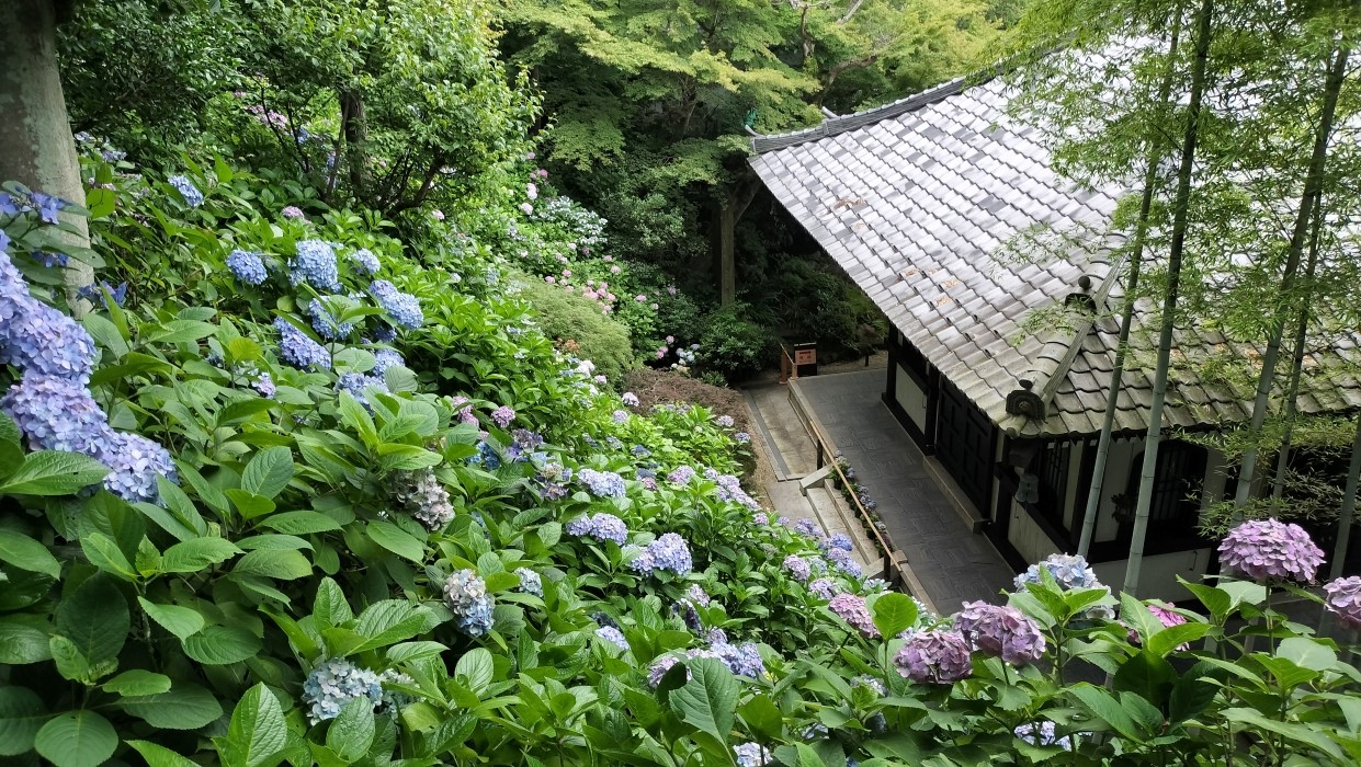 2024六月日本繡球花季-最佳賞花時間與地點攻略