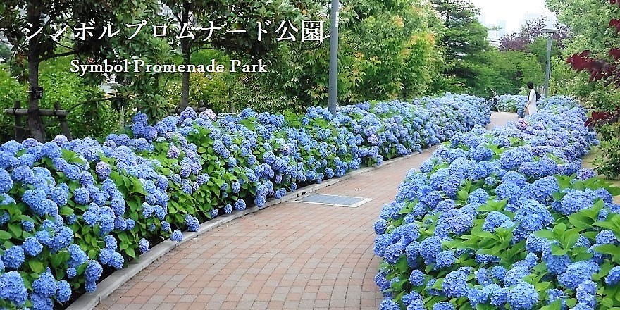 2024六月日本繡球花季-最佳賞花時間與地點攻略