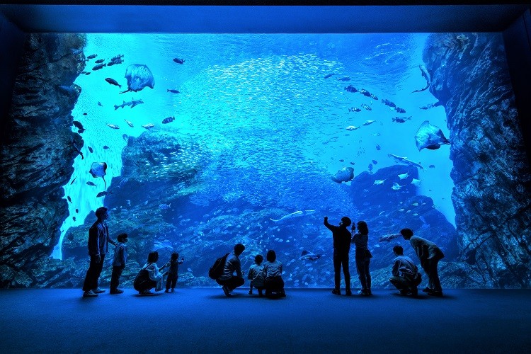 2024暑期日本人氣海洋水族館地點與開放時間攻略