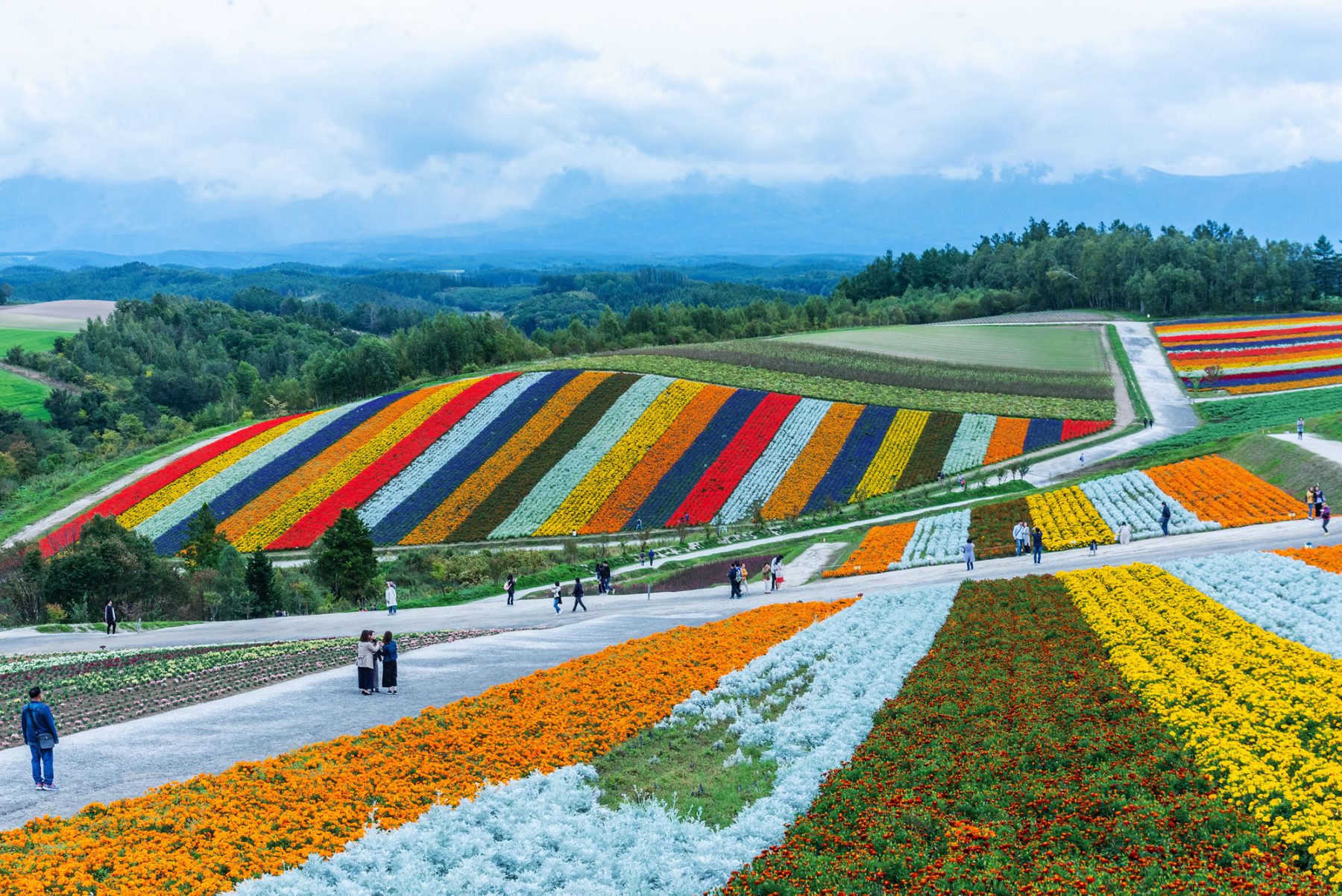 星野北海道 旭川 小樽 富良野 札幌 包車五日遊