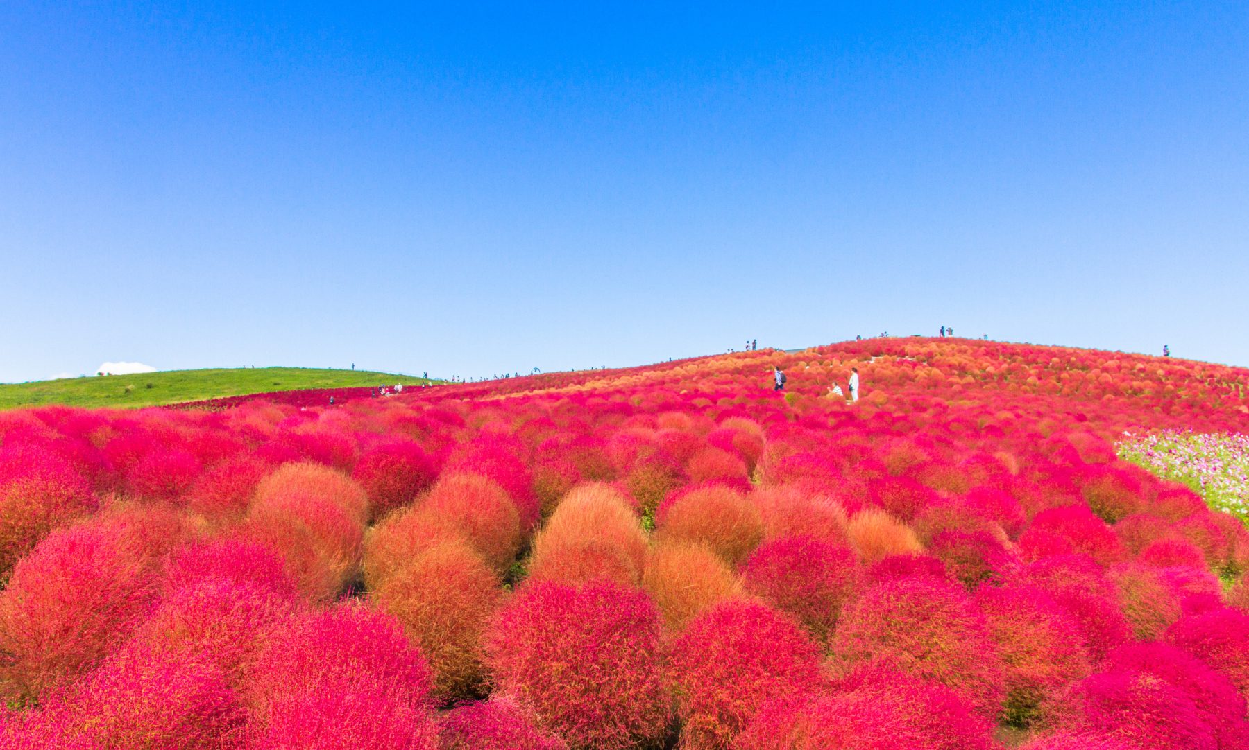 日本關東掃帚草季(波波草)×深秋紅葉漫旅五日遊