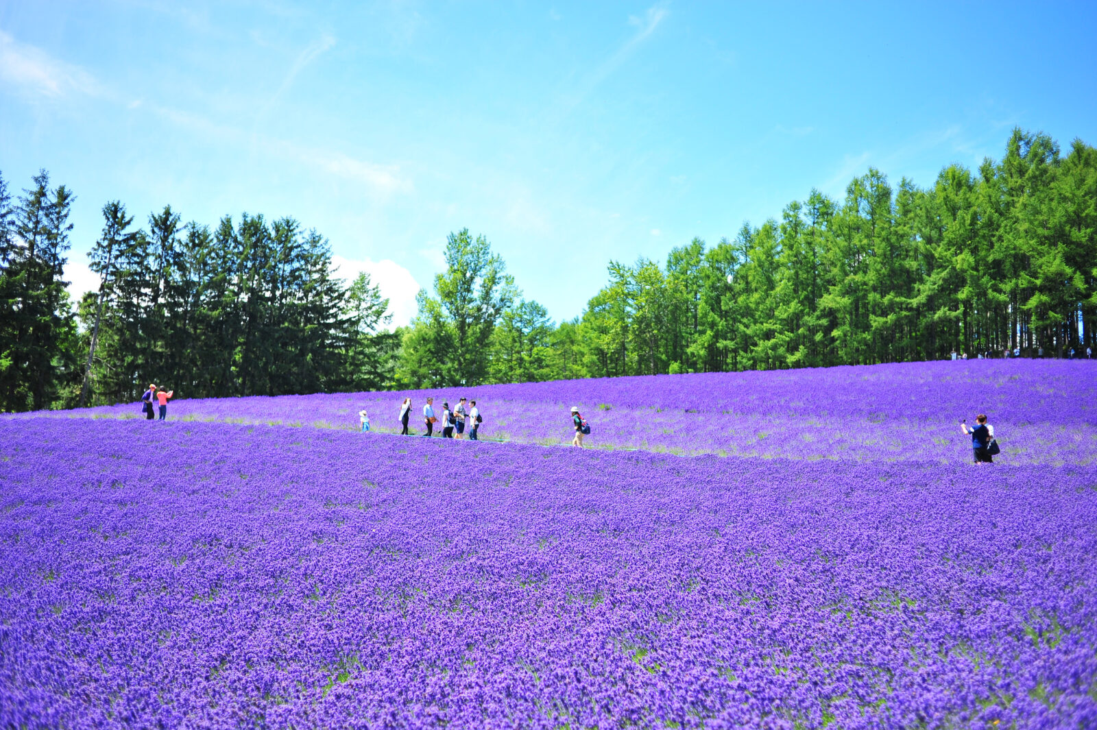 北海道盛夏花語薰衣草五日遊行程｜富田農場花海、美瑛拼布之路