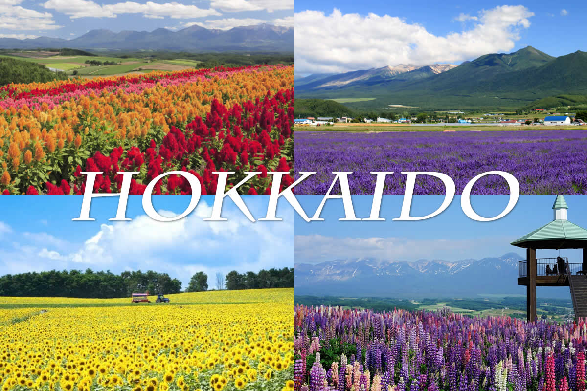 北海道盛夏花語薰衣草五日遊
