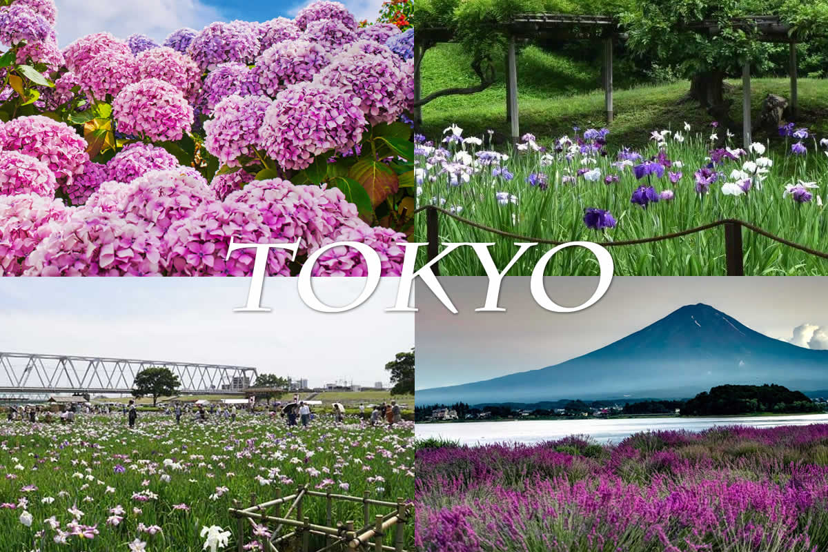 東京初夏繡球花包車賞花五日