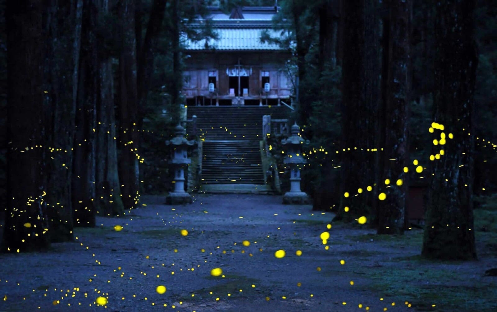 兵庫縣丹波內尾神社ヒメボタル