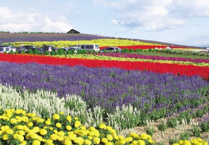 菅野農場花田與上富良野丘陵景色