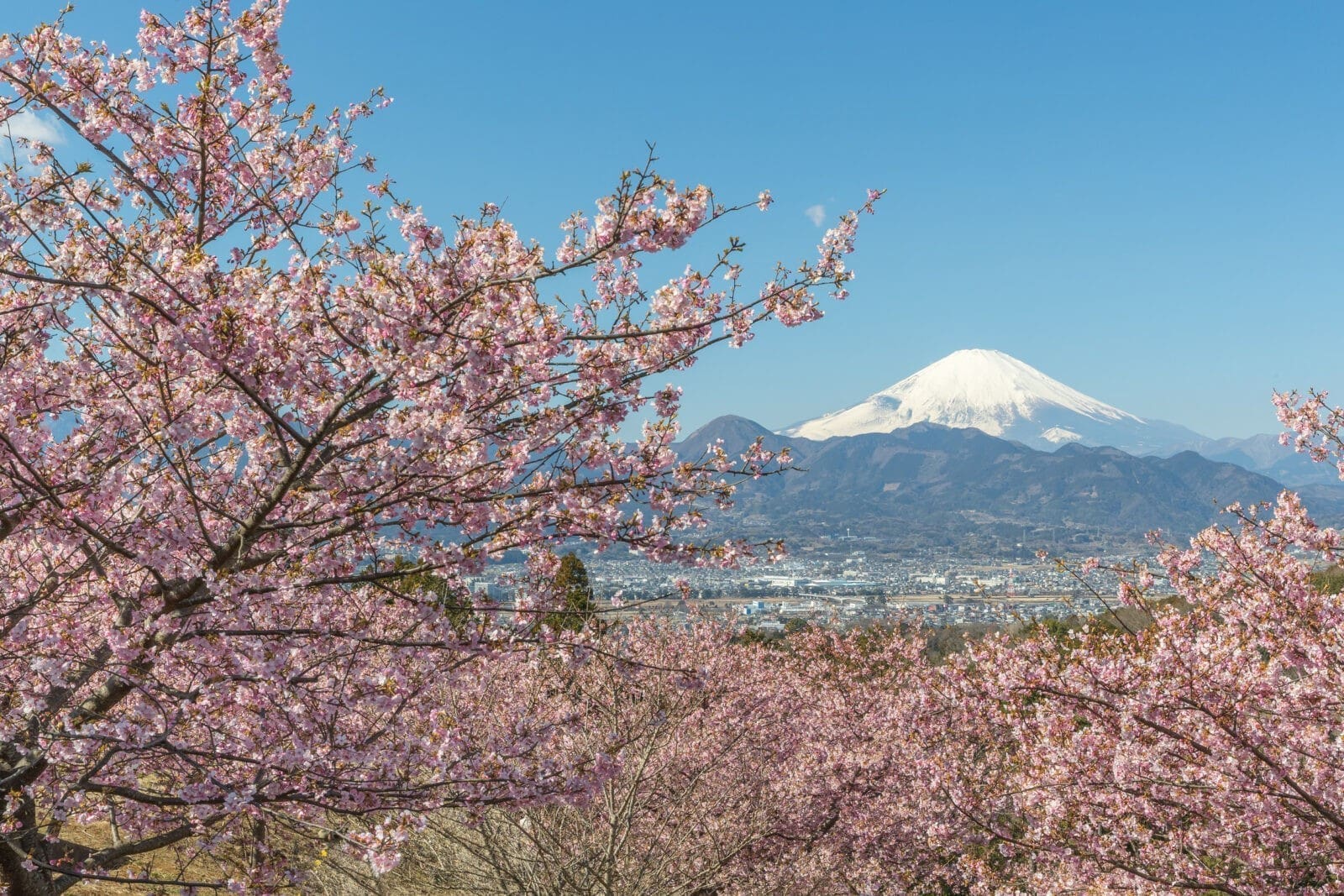日本富士山賞櫻3大推薦景點｜櫻花、富士山雙重美景，夢幻春日旅遊推薦！
