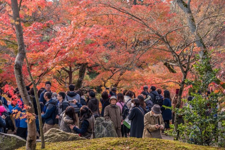 京都賞楓避開人潮攻略|分區、時段、交通與替代景點