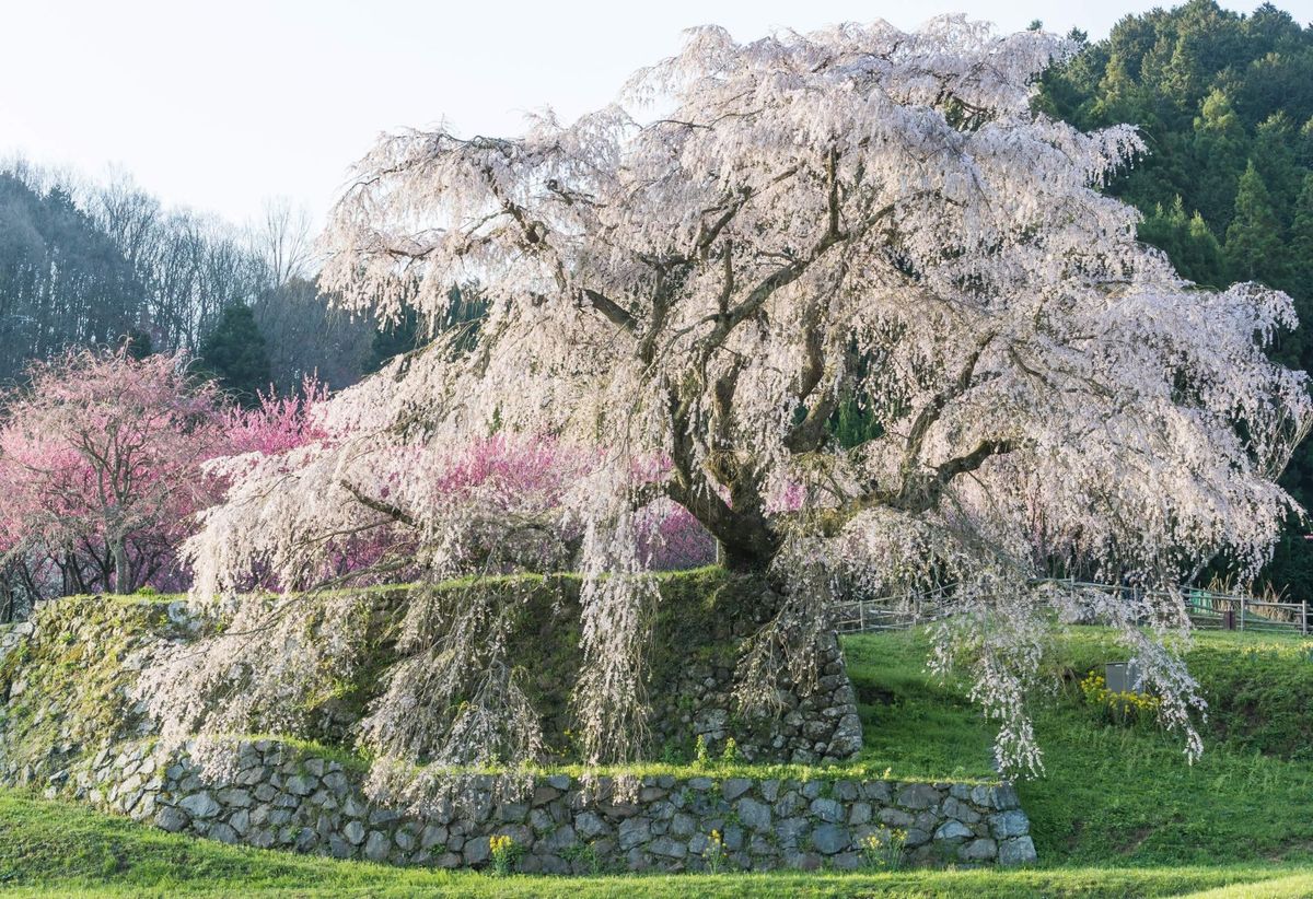 🌸 長谷寺