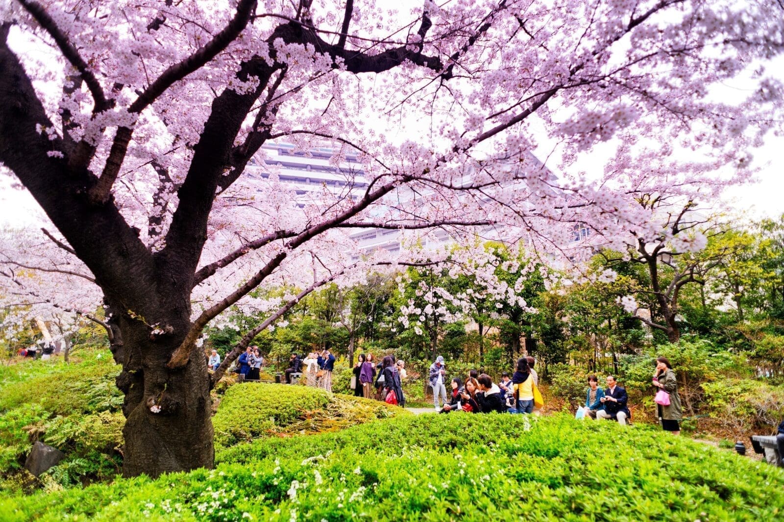 六本木毛利公園賞櫻攻略|東京市中心櫻花景點與交通指南