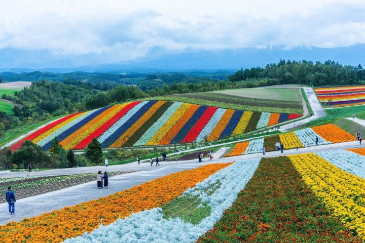 北海道「星野北海道旭川小樽富良野札」5日遊｜小樽運河・NITORI觀光果園・神威岬