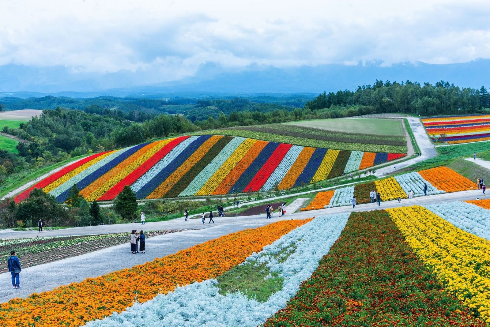 北海道「星野北海道旭川小樽富良野札」5日遊｜小樽運河・NITORI觀光果園・神威岬